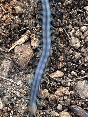 Scolopendra polymorpha