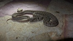 Dasypeltis scabra