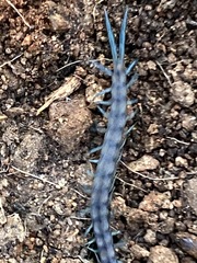 Scolopendra polymorpha