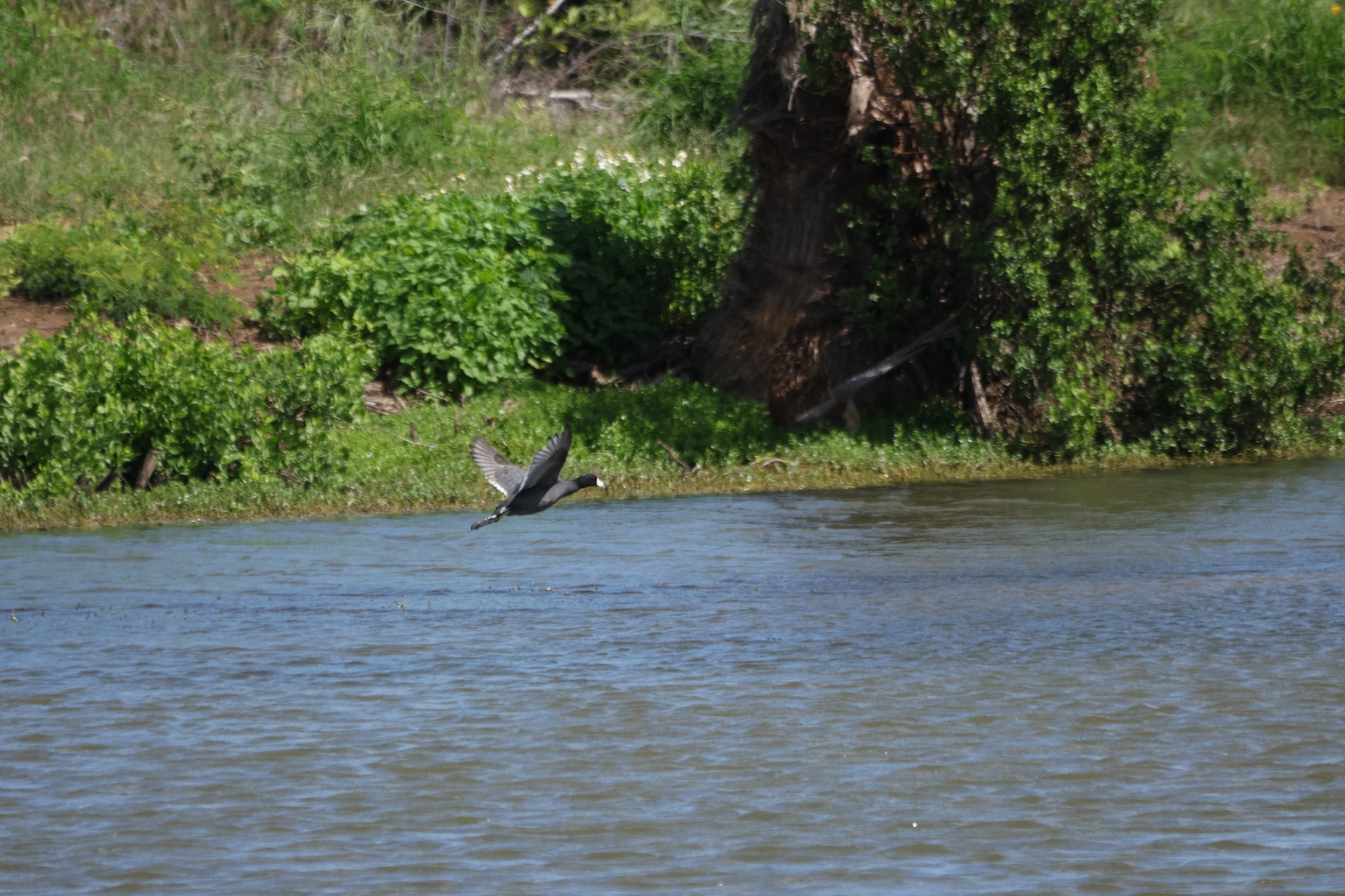 Hawaiian Coot (Fulica alai), photo 7