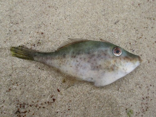 Bridled leatherjacket (Acanthaluteres spilomelanurus) — Monacanthidae — 3