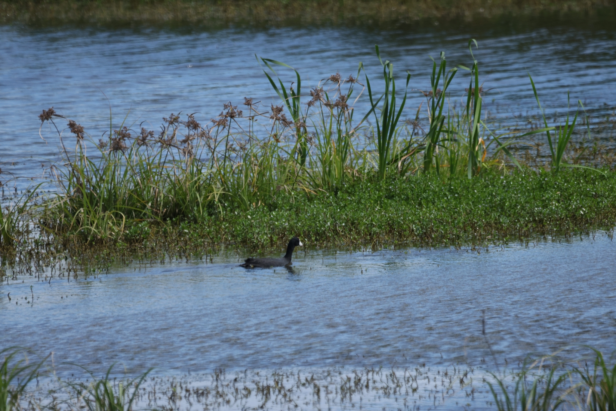Hawaiian Coot (Fulica alai), photo 9