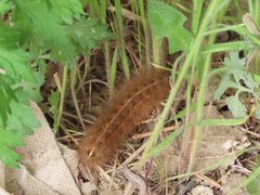 Lepidoptera