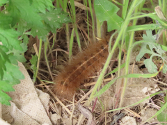 Lepidoptera