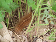 Lepidoptera