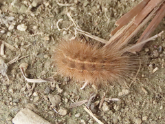 Lepidoptera