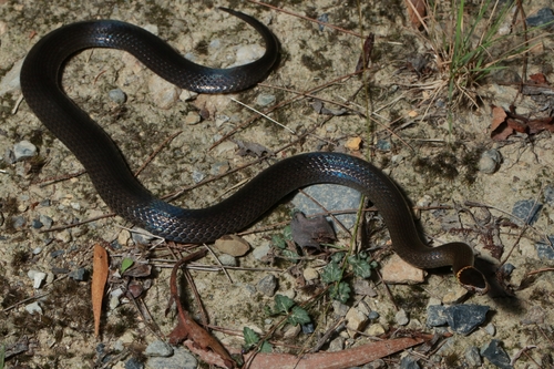 Southern Dwarf Crowned Snake