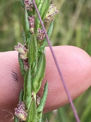 Ammannia sagittifolia