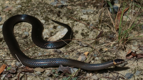 Southern Dwarf Crowned Snake