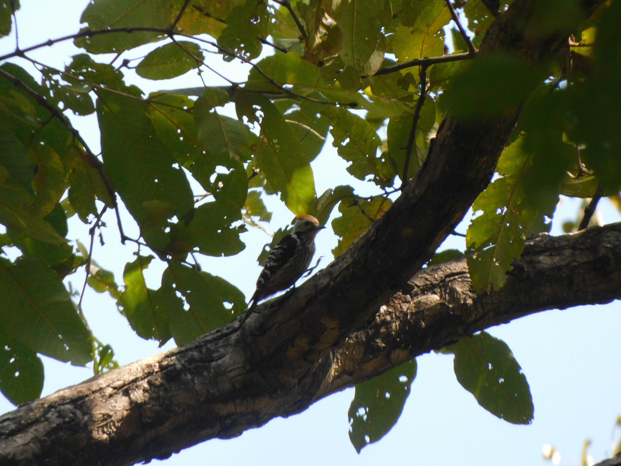 Brown-fronted Woodpecker (Dendrocoptes auriceps), photo 3
