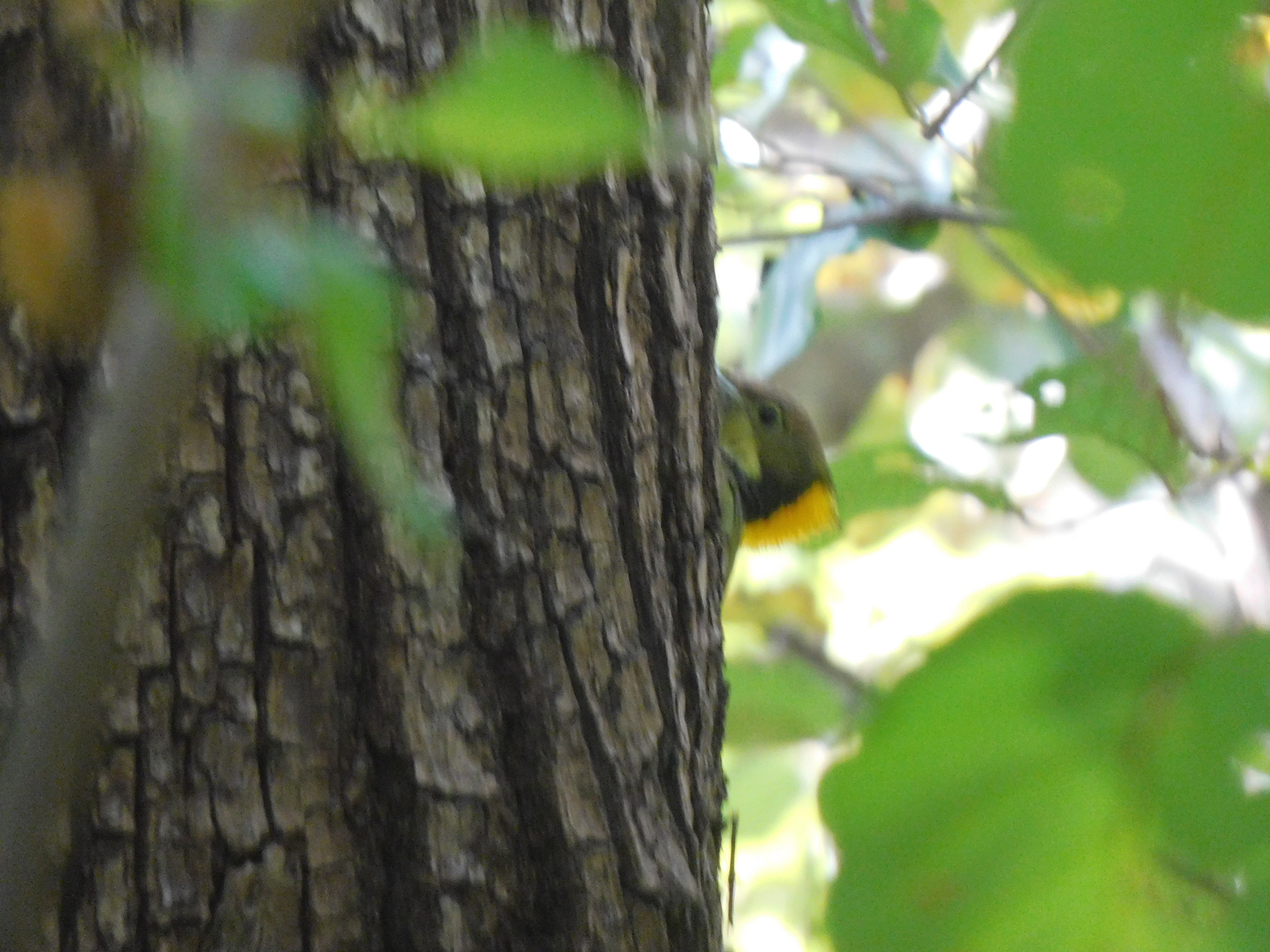 Greater Yellownape (Chrysophlegma flavinucha), photo 7