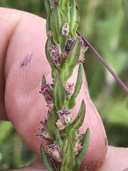 Ammannia sagittifolia