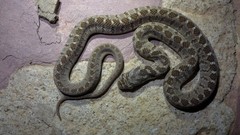 Dasypeltis scabra