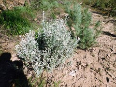 Pseudognaphalium canescens