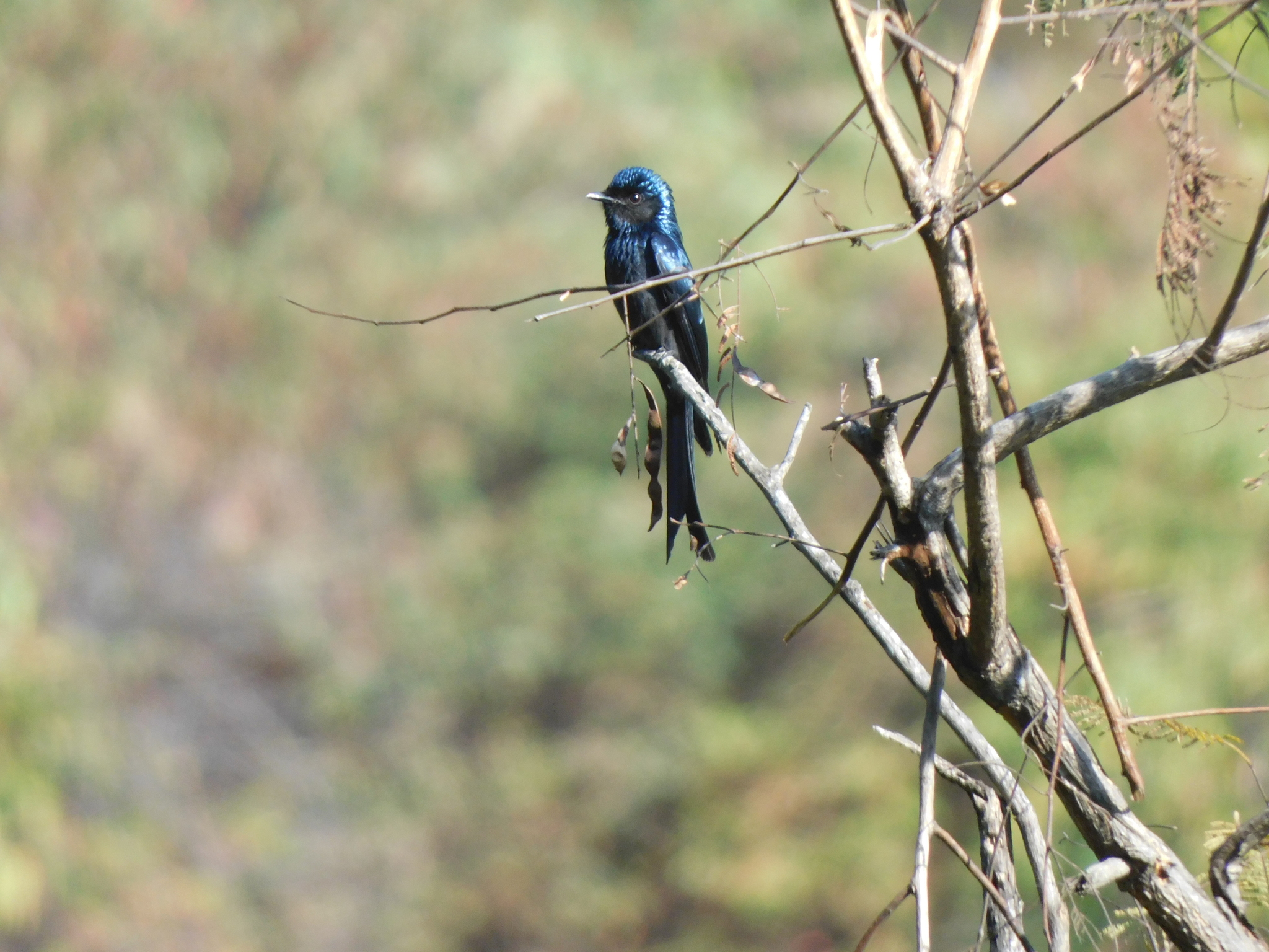 Bronzed Drongo (Dicrurus aeneus), photo 5