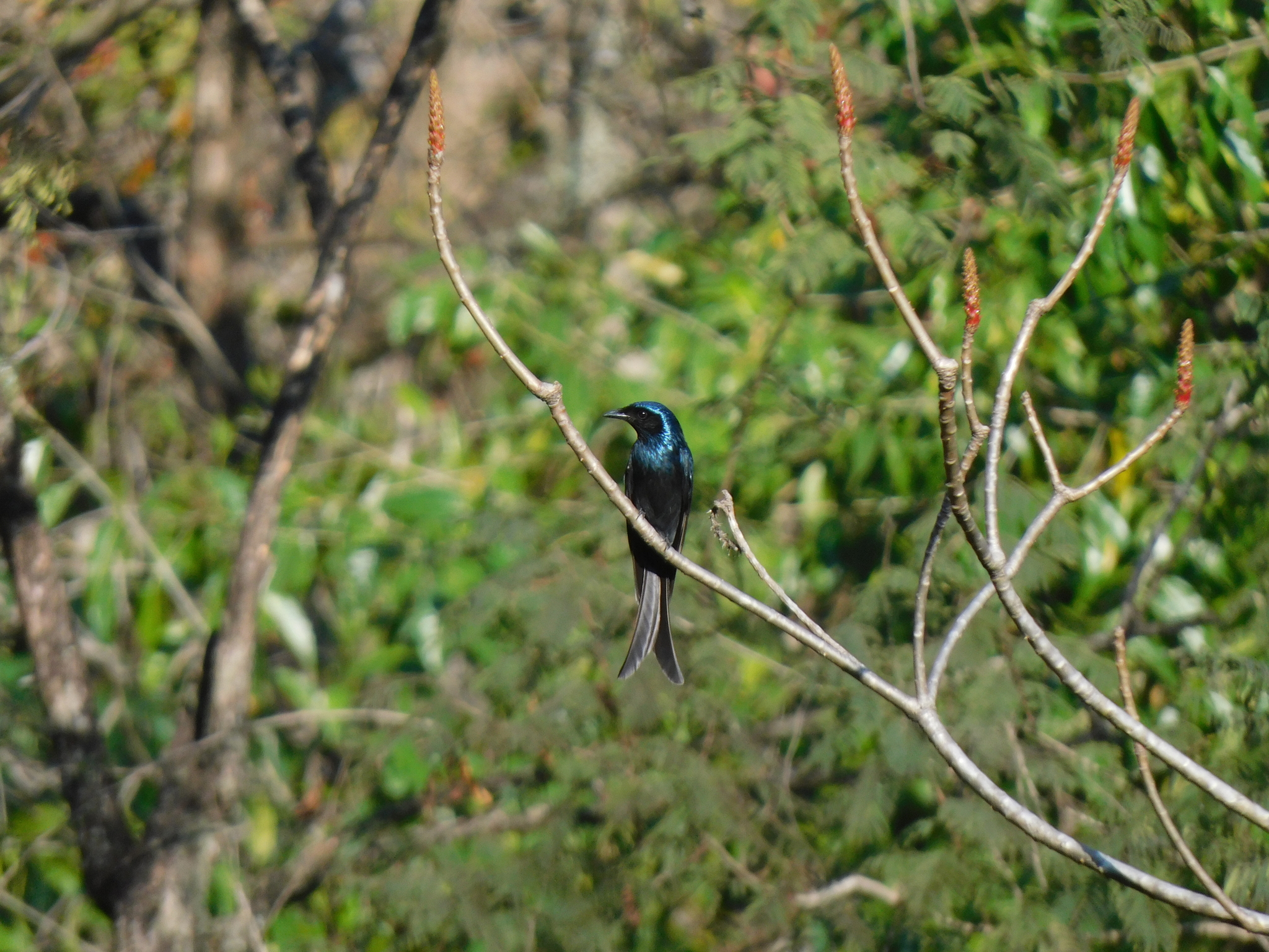 Bronzed Drongo (Dicrurus aeneus), photo 7