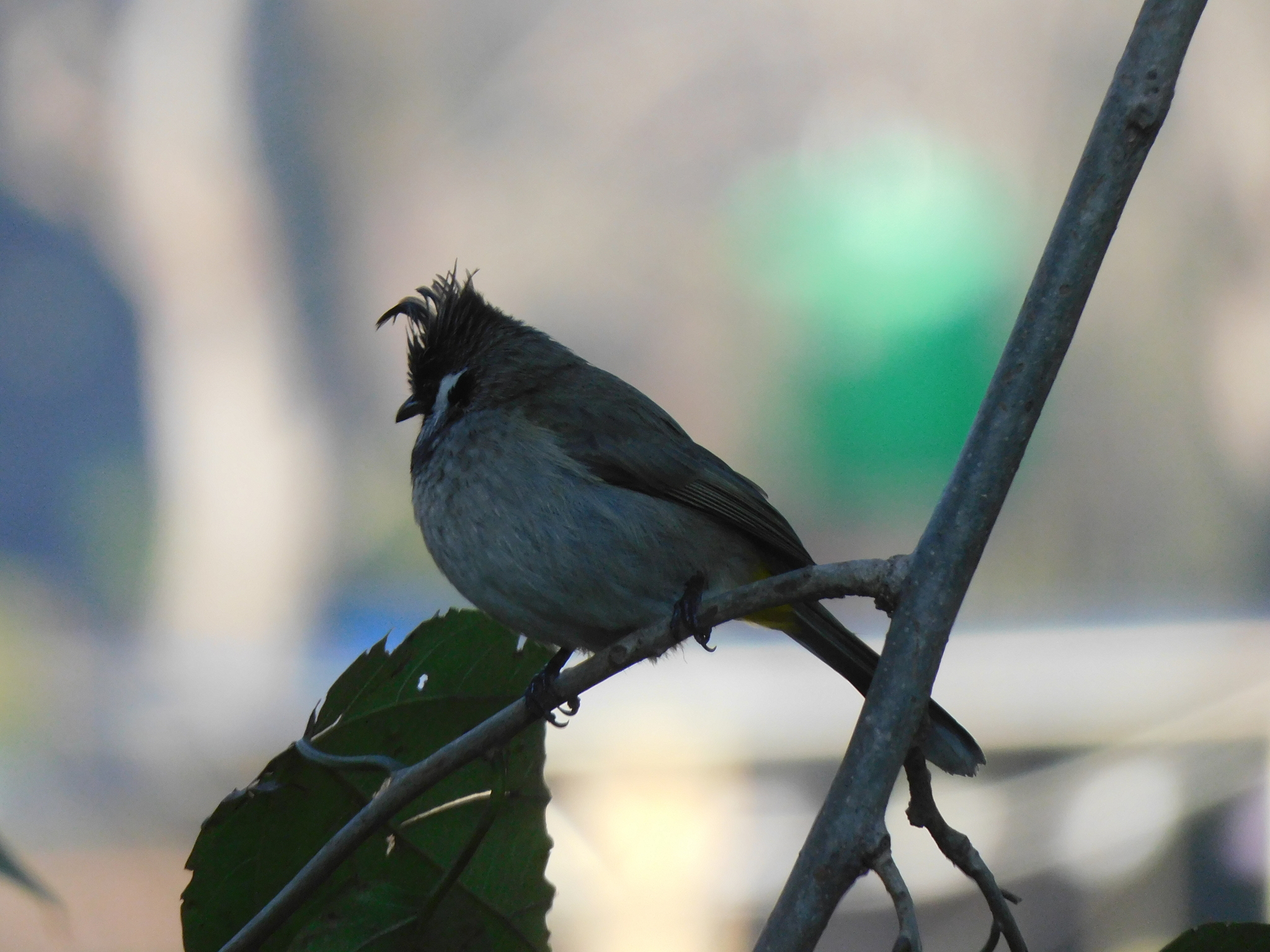 Himalayan Bulbul (Pycnonotus leucogenys), photo 6