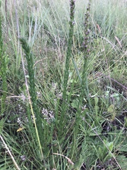 Ammannia sagittifolia