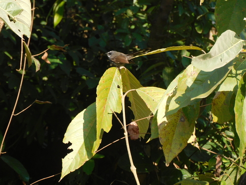 White-throated Fantail (Rhipidura albicollis)