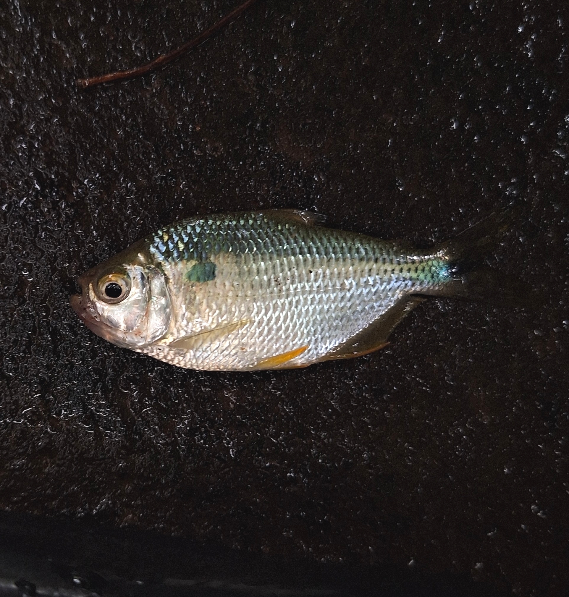 Brazilian Astyanax photo 4