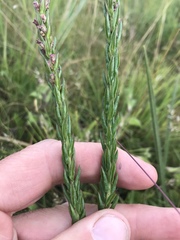 Ammannia sagittifolia