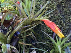 Guzmania angustifolia