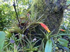 Guzmania angustifolia