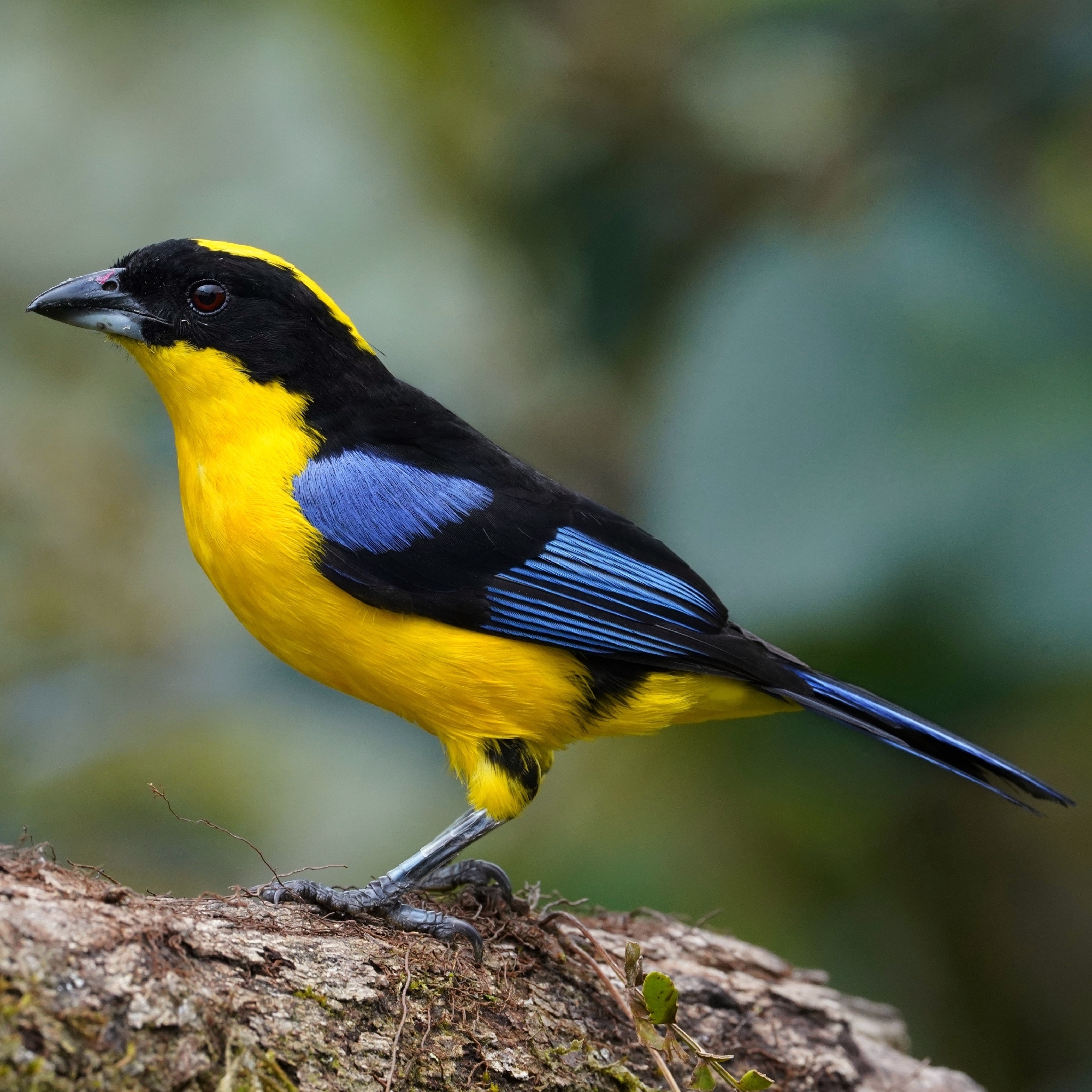 Blue-winged Mountain Tanager (Anisognathus somptuosus), photo 8