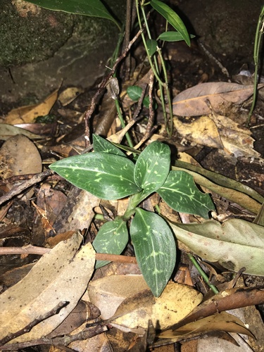 Schlechtendal's Goodyera (Goodyera schlechtendaliana)
