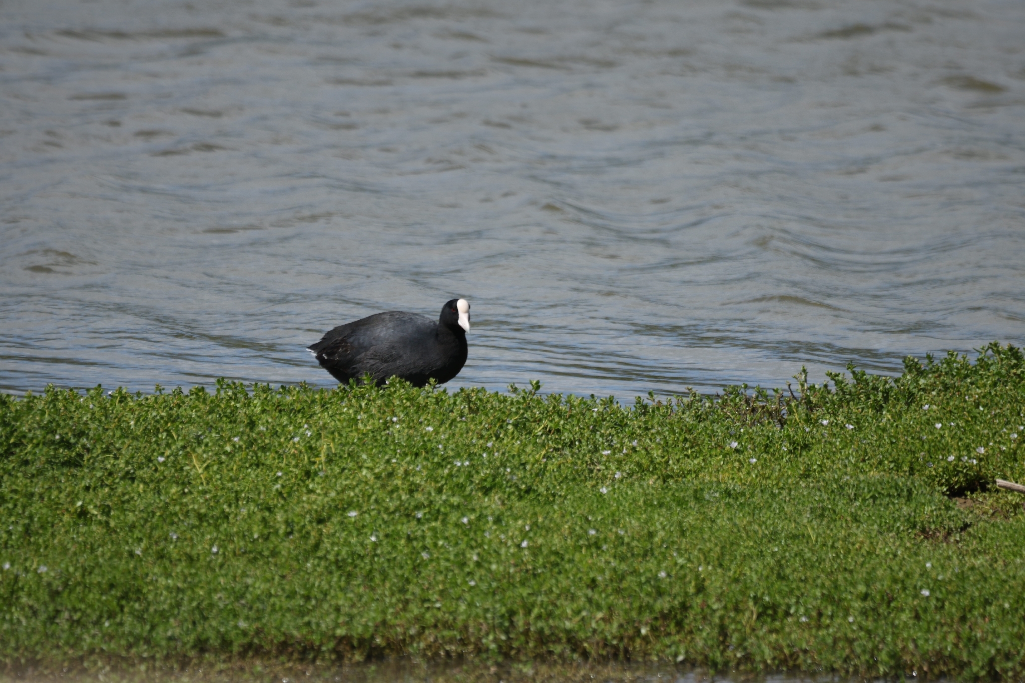 Hawaiian Coot (Fulica alai), photo 8