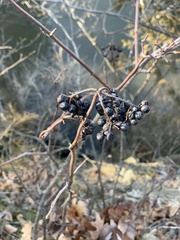 Viburnum lentago
