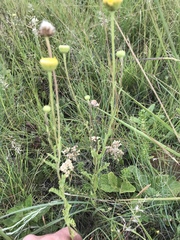 Nidorella podocephala