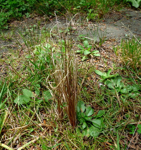 Foto de Carex buchananii