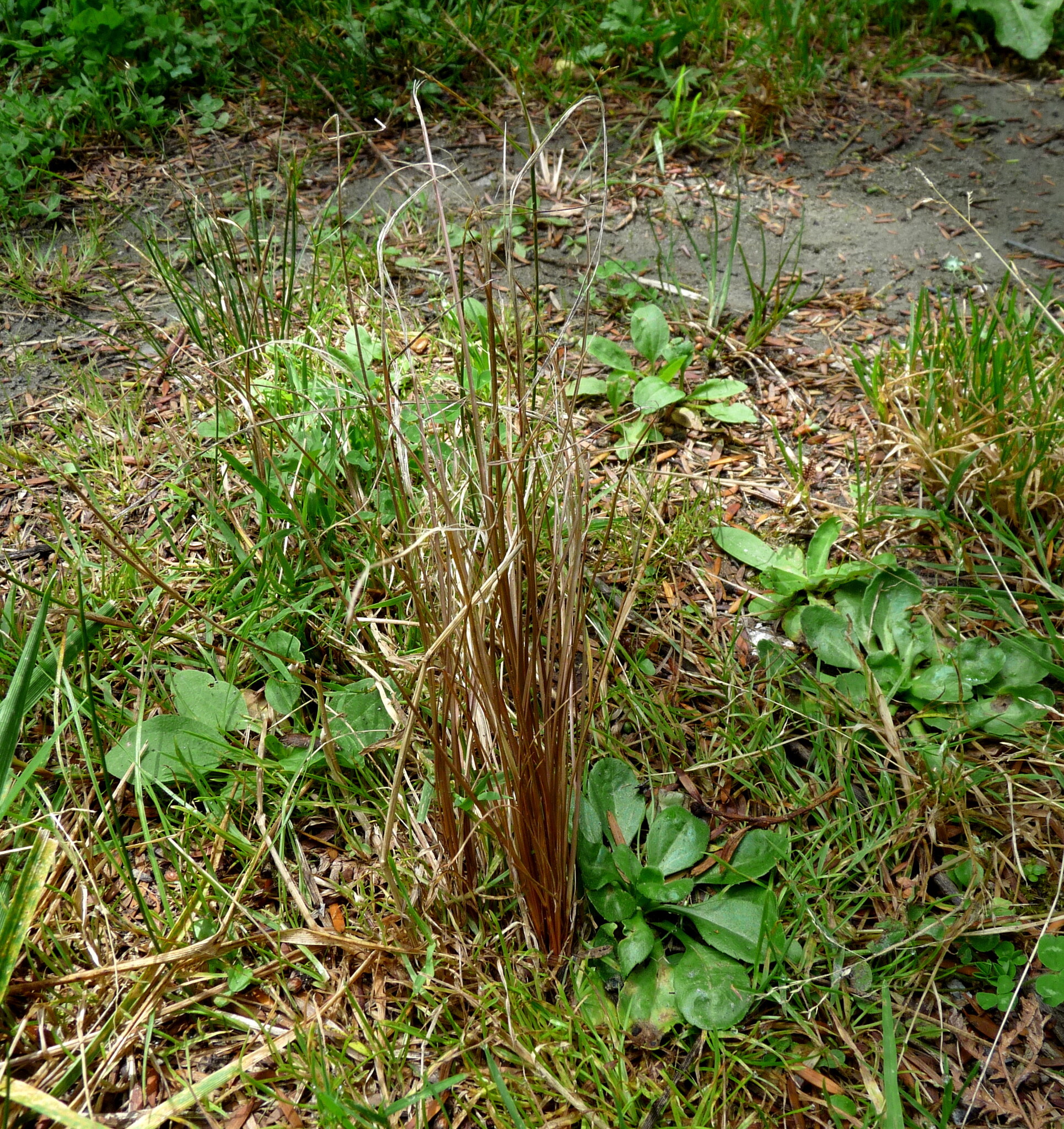 Imagem de Carex buchananii