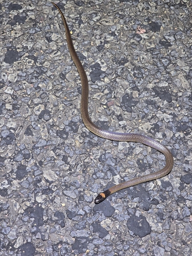 Red-naped Snake