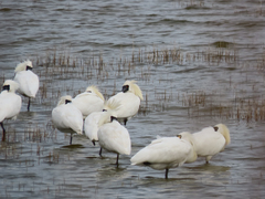 Platalea minor