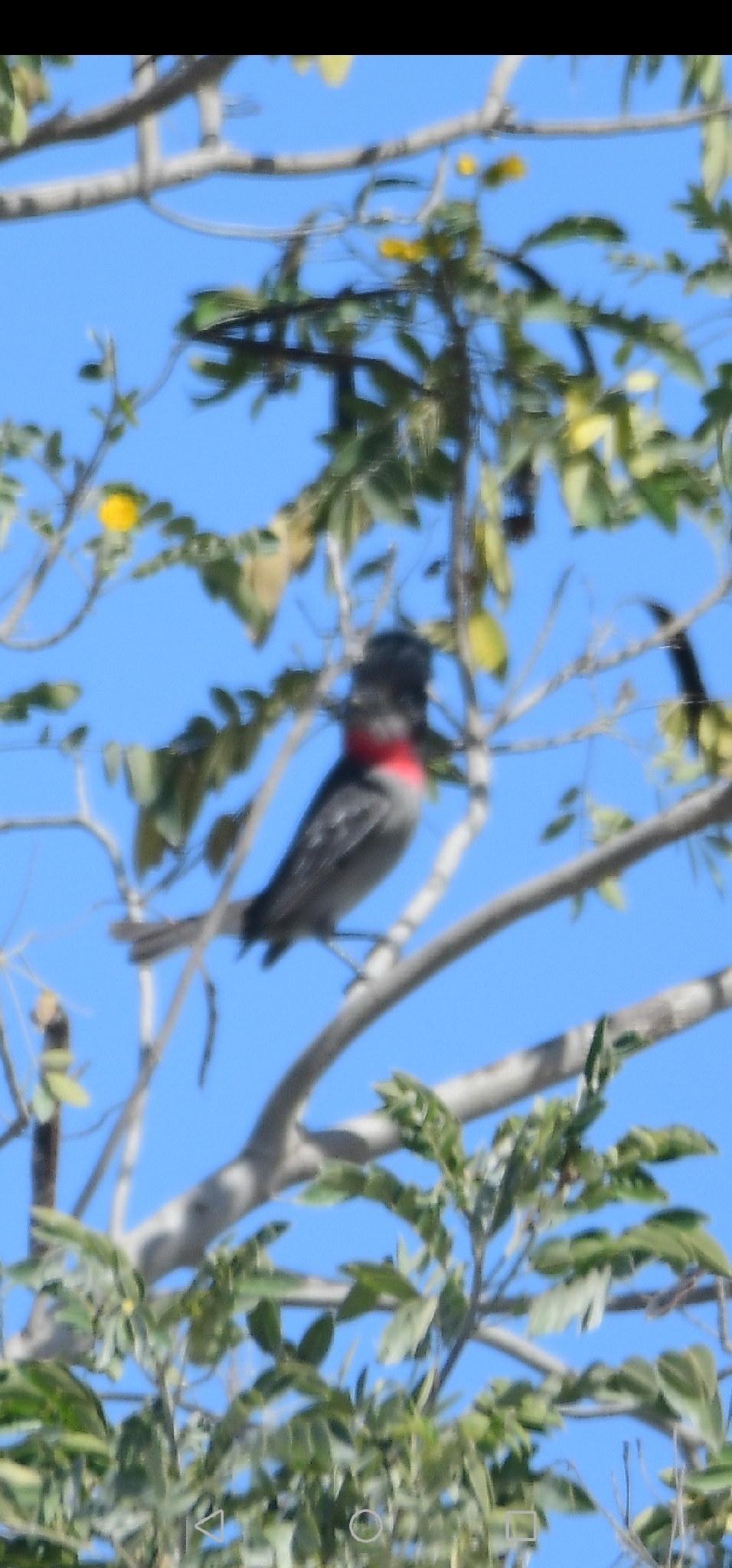 Rose-throated Becard (Pachyramphus aglaiae), photo 3