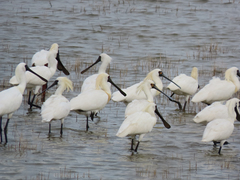 Platalea minor