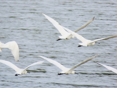 Platalea minor