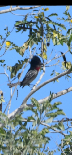 Rose-throated Becard (Pachyramphus aglaiae), photo 4