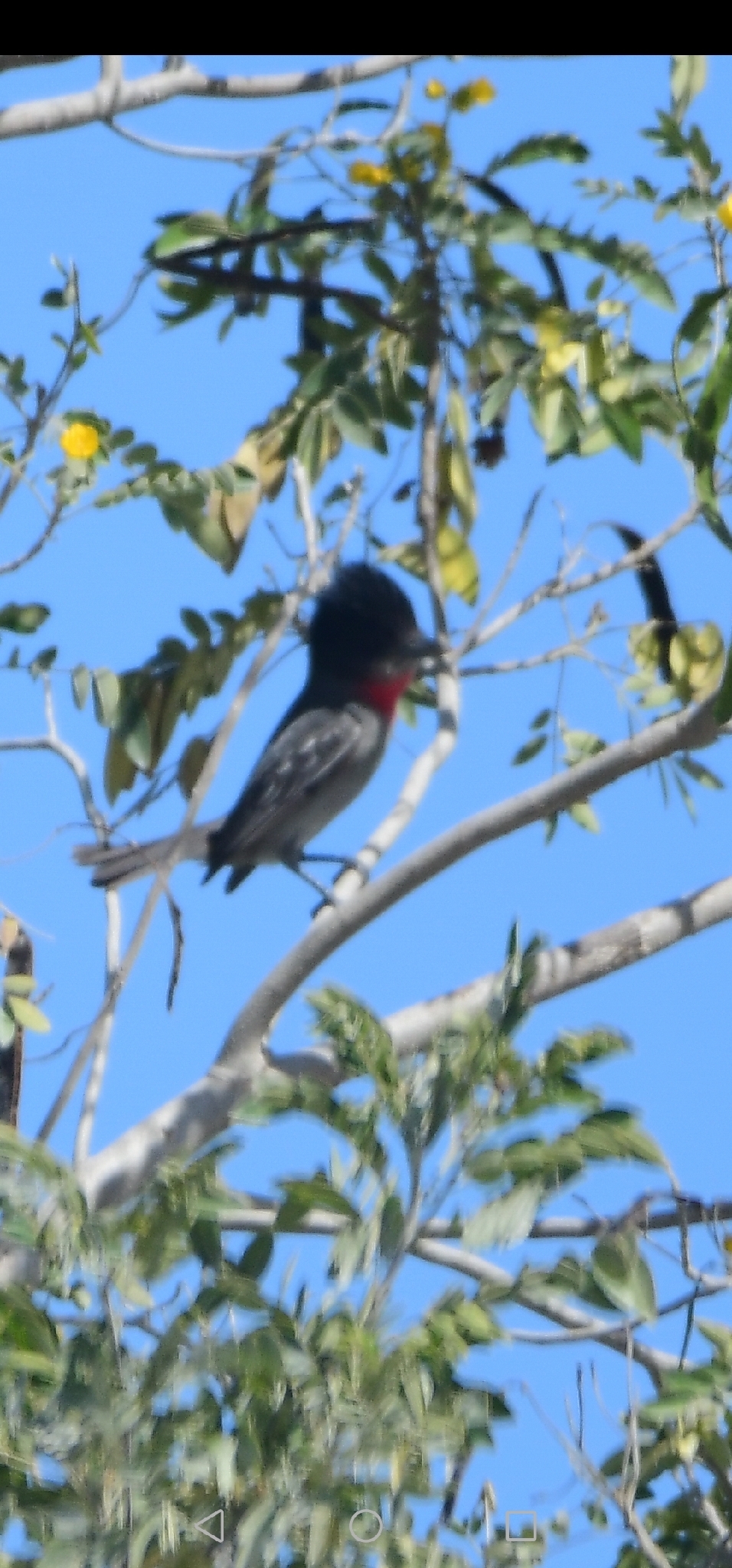 Rose-throated Becard (Pachyramphus aglaiae), photo 4