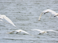 Platalea minor