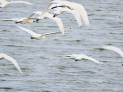 Platalea minor