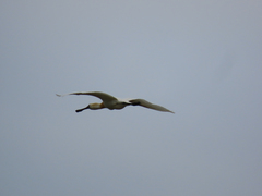 Platalea minor