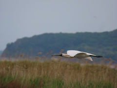 Platalea minor