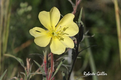 Parodi's teunisbloem (Oenothera parodiana)