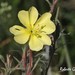 Oenothera parodiana - Photo (c) Roberto Guller, some rights reserved (CC BY-NC-ND), uploaded by Roberto Guller