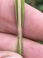 Setaria sphacelata torta