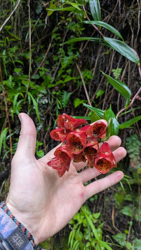 Bomarea formosissima (Bomarea formosissima)
