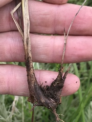 Setaria sphacelata torta